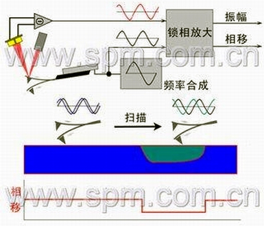 原子力显微镜（AFM）相移成像模式示意图